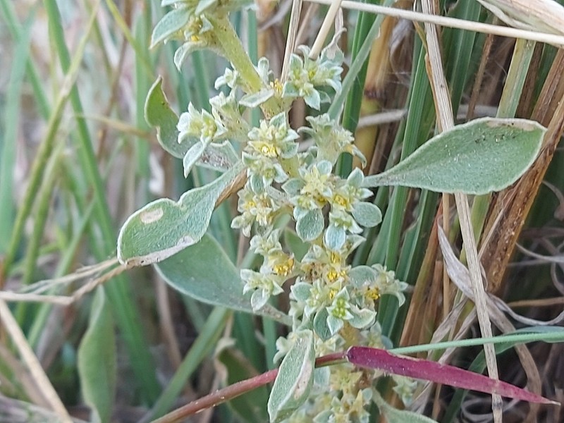 Aizoon virgatum photo 3