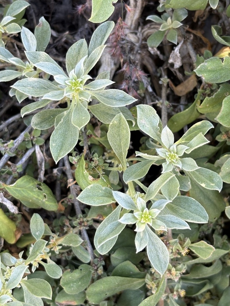 Aizoon virgatum photo 4