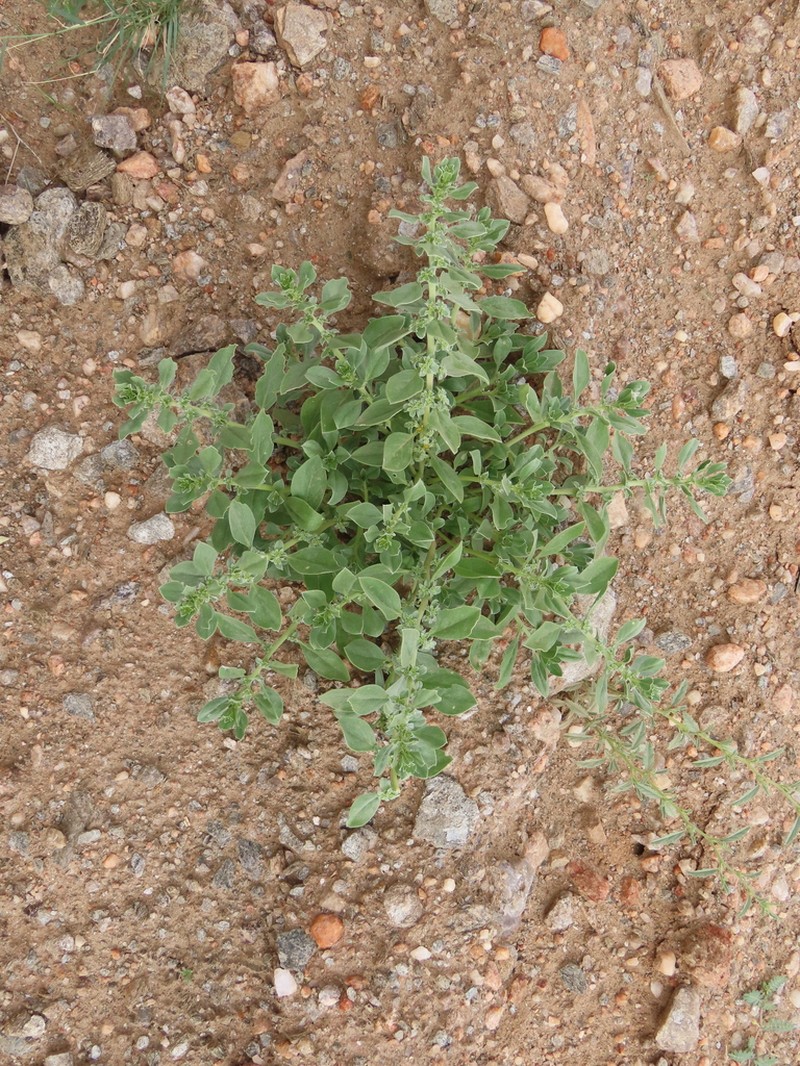 Aizoon virgatum photo 5