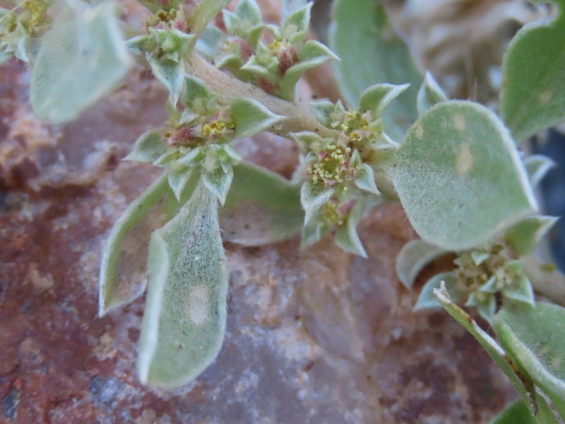 Aizoon virgatum photo 6