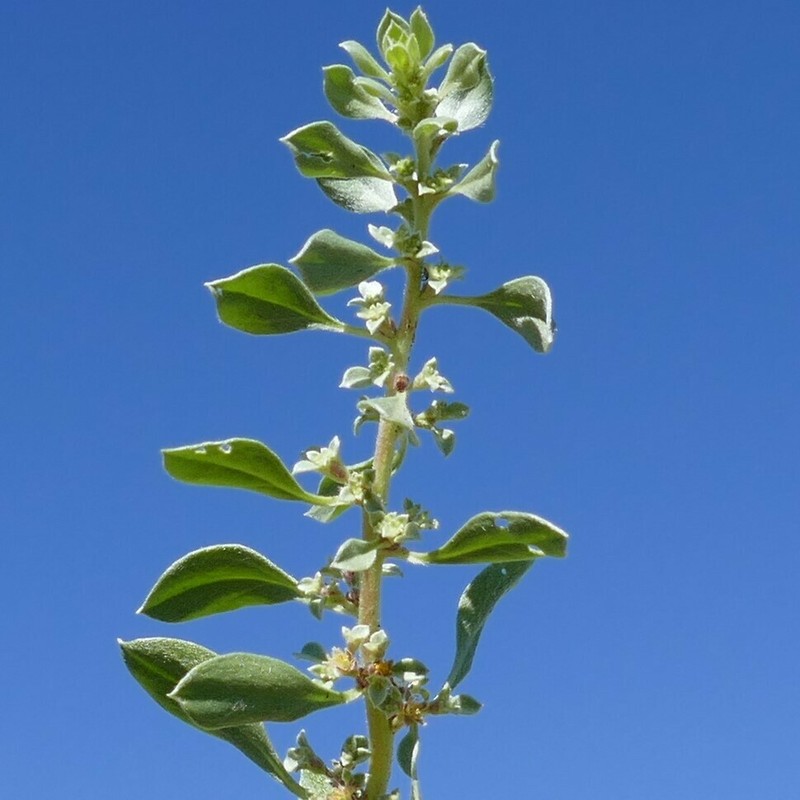 Aizoon virgatum photo 7