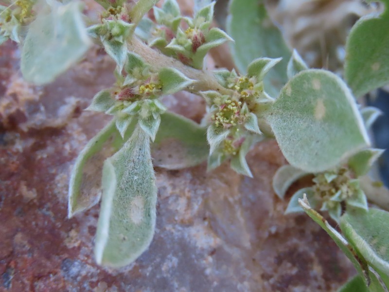 Aizoon virgatum photo 8