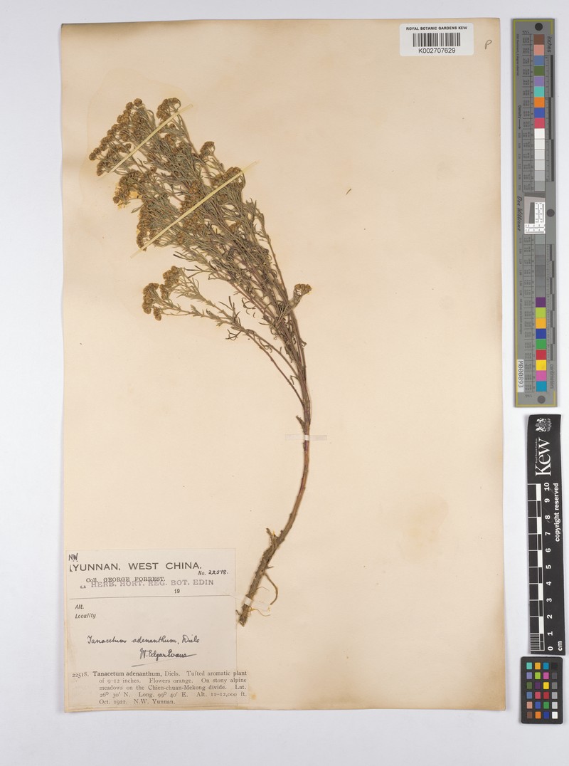 Ajania adenantha