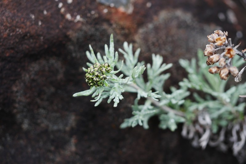 Ajania breviloba