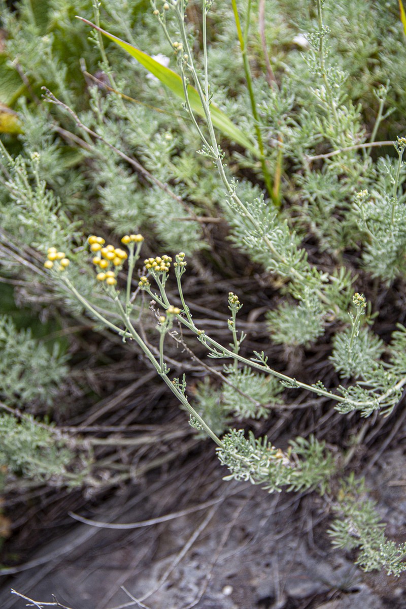 Ajania fastigiata