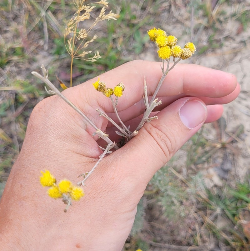 Ajania fastigiata photo 3
