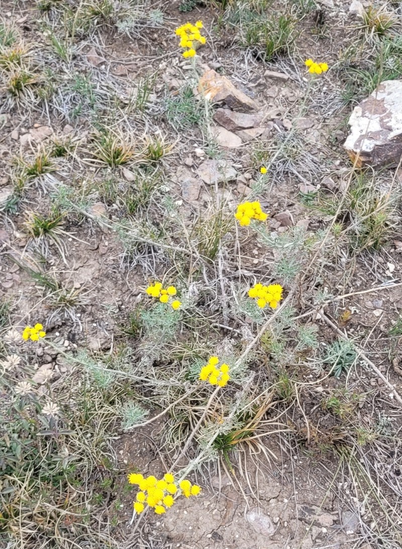Ajania fastigiata photo 5