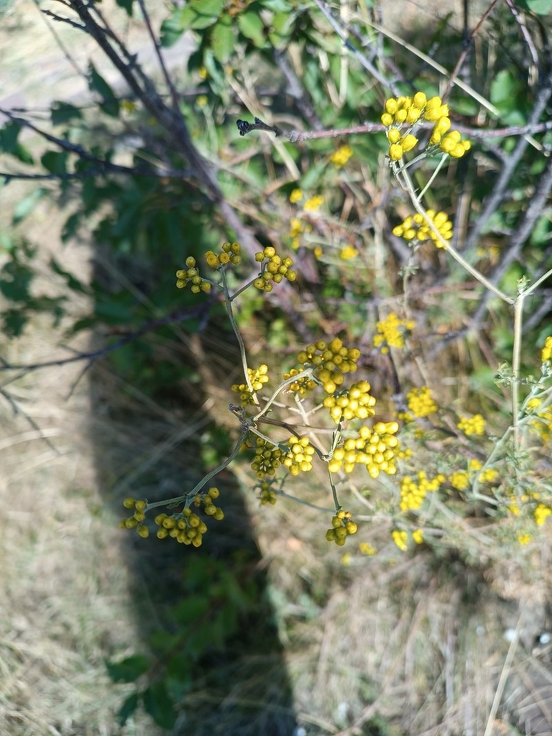 Ajania fastigiata photo 6