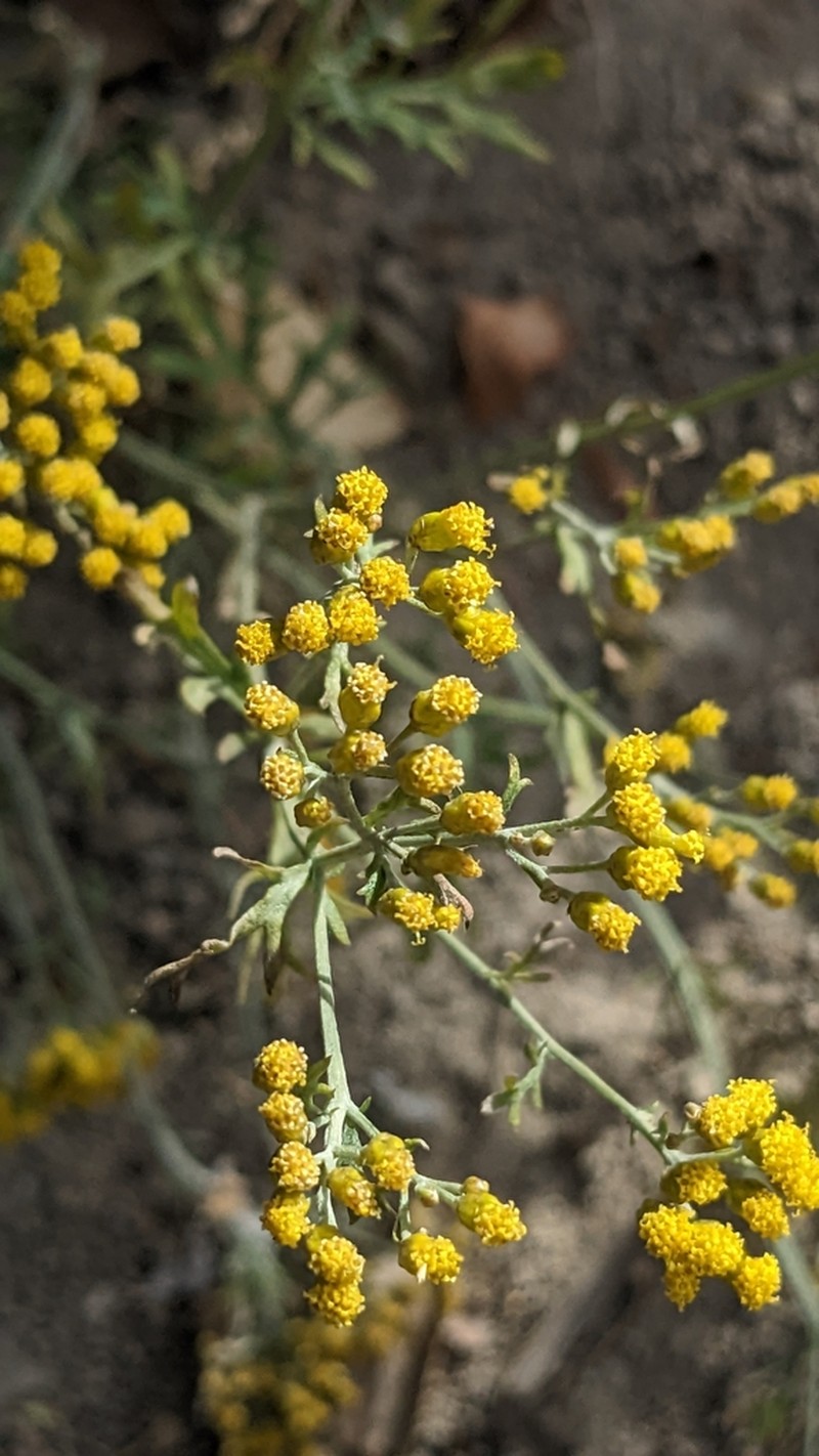 Ajania fastigiata photo 7