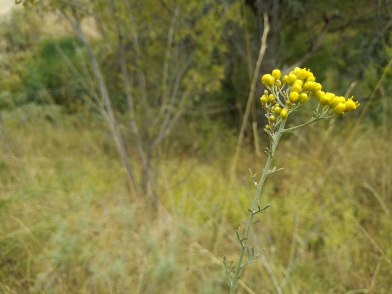 Ajania fastigiata photo 8