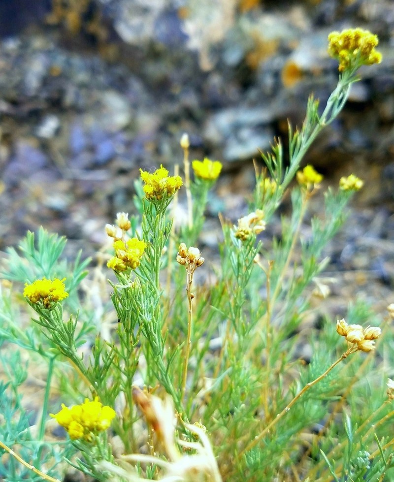 Ajania fruticulosa