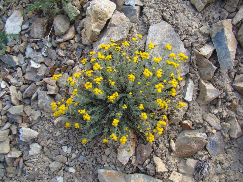 Ajania fruticulosa photo 2