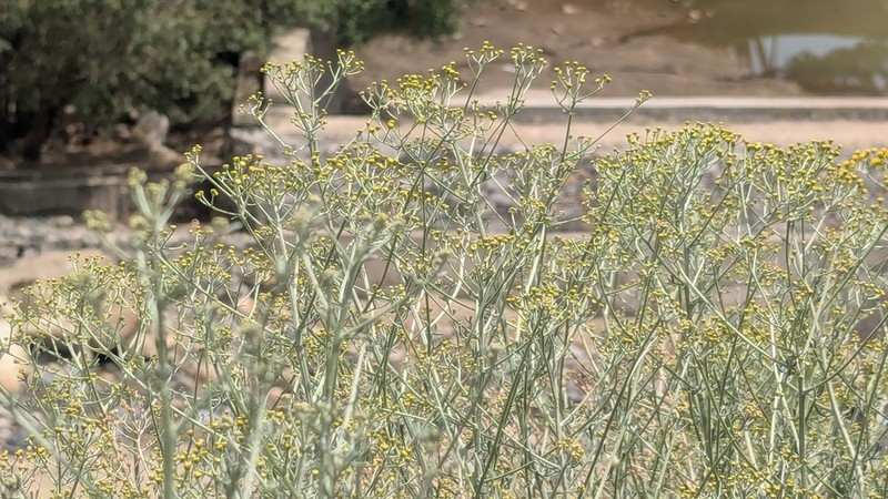 Ajania fruticulosa photo 5