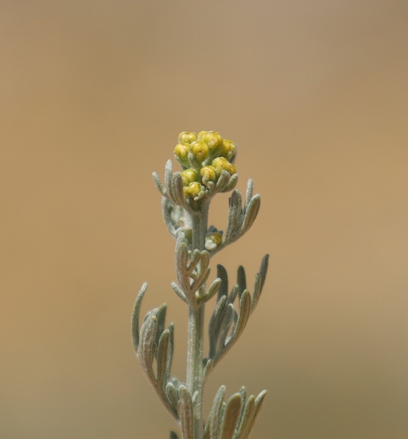 Ajania fruticulosa photo 7