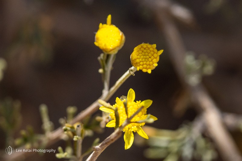 Ajania fruticulosa photo 8