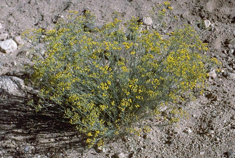 Ajania gracilis