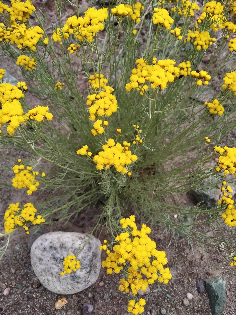 Ajania gracilis photo 3