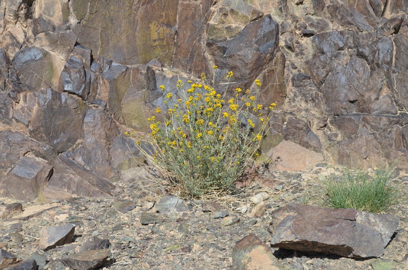 Ajania gracilis photo 4