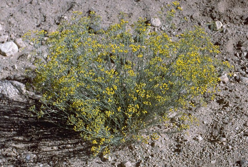 Ajania gracilis photo 5