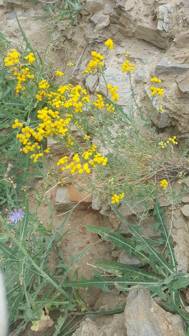 Ajania grubovii
