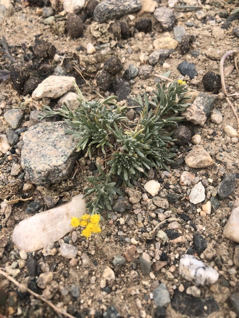 Ajania grubovii photo 2