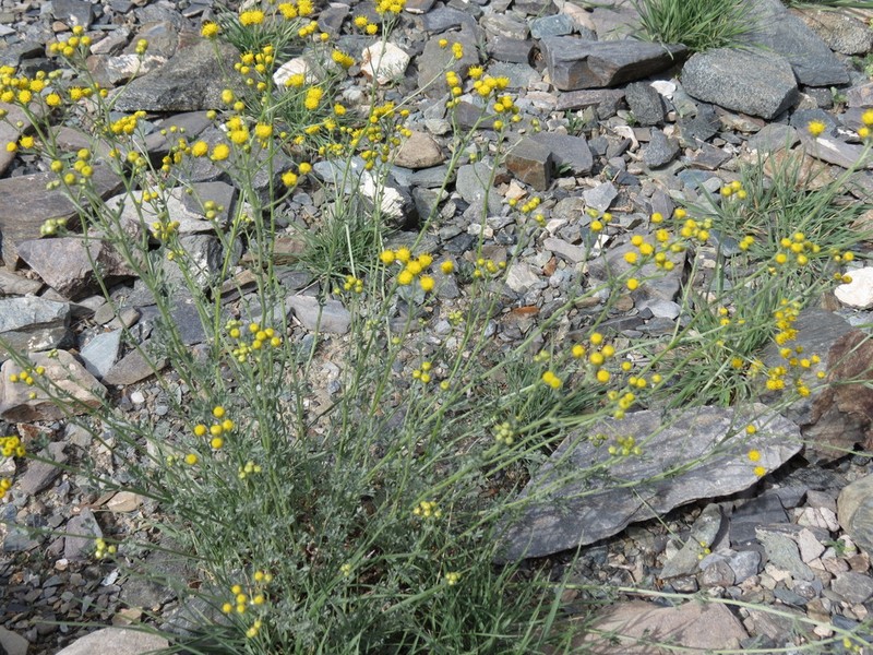 Ajania grubovii photo 3