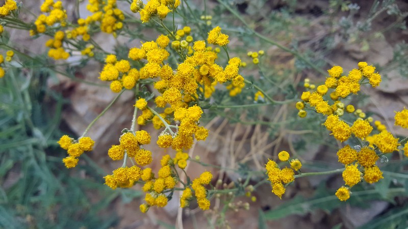 Ajania grubovii photo 5