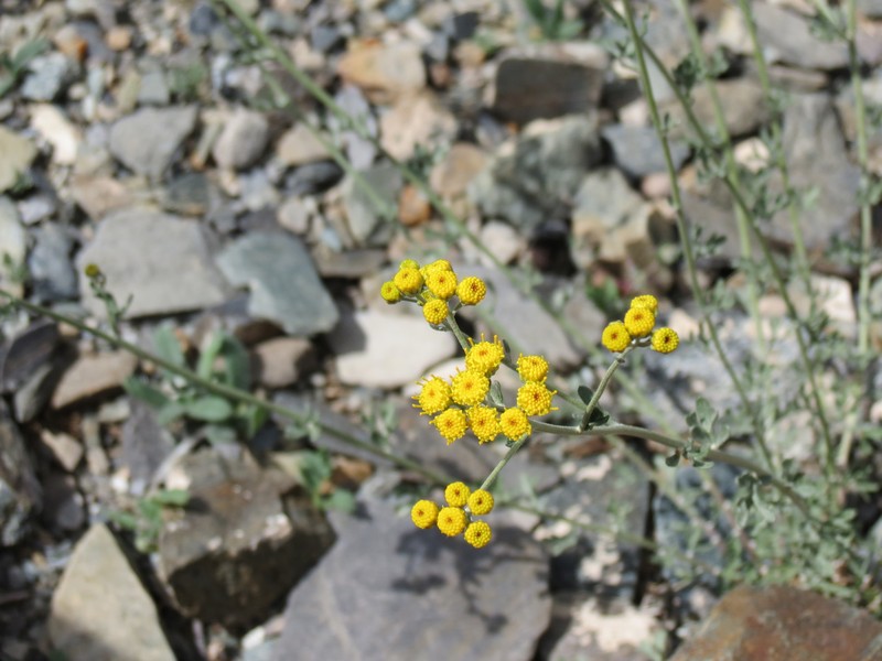 Ajania grubovii photo 6