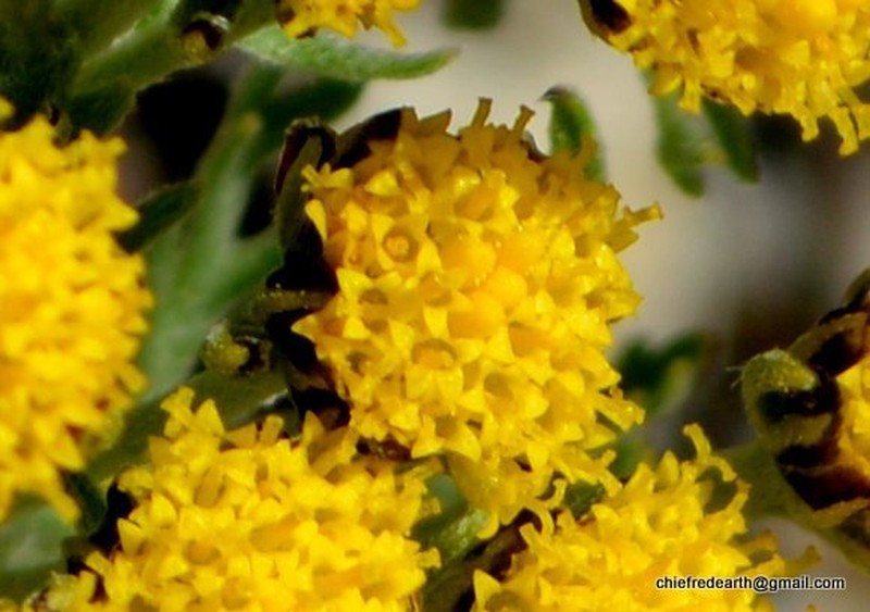 Ajania khartensis