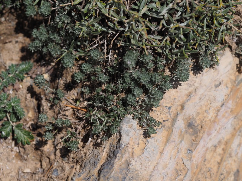 Ajania khartensis photo 2