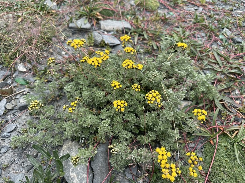 Ajania khartensis photo 6