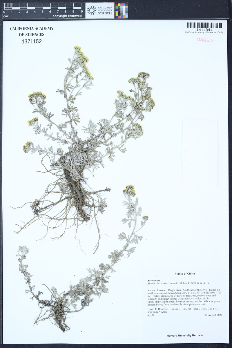 Ajania khartensis
