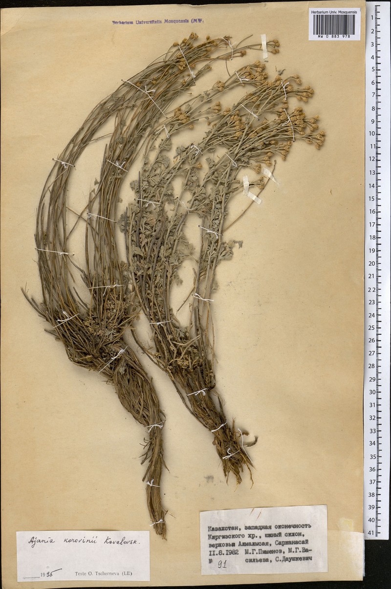 Ajania korovinii photo 2