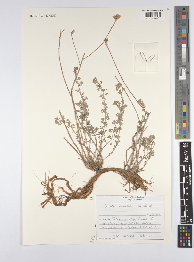 Ajania korovinii