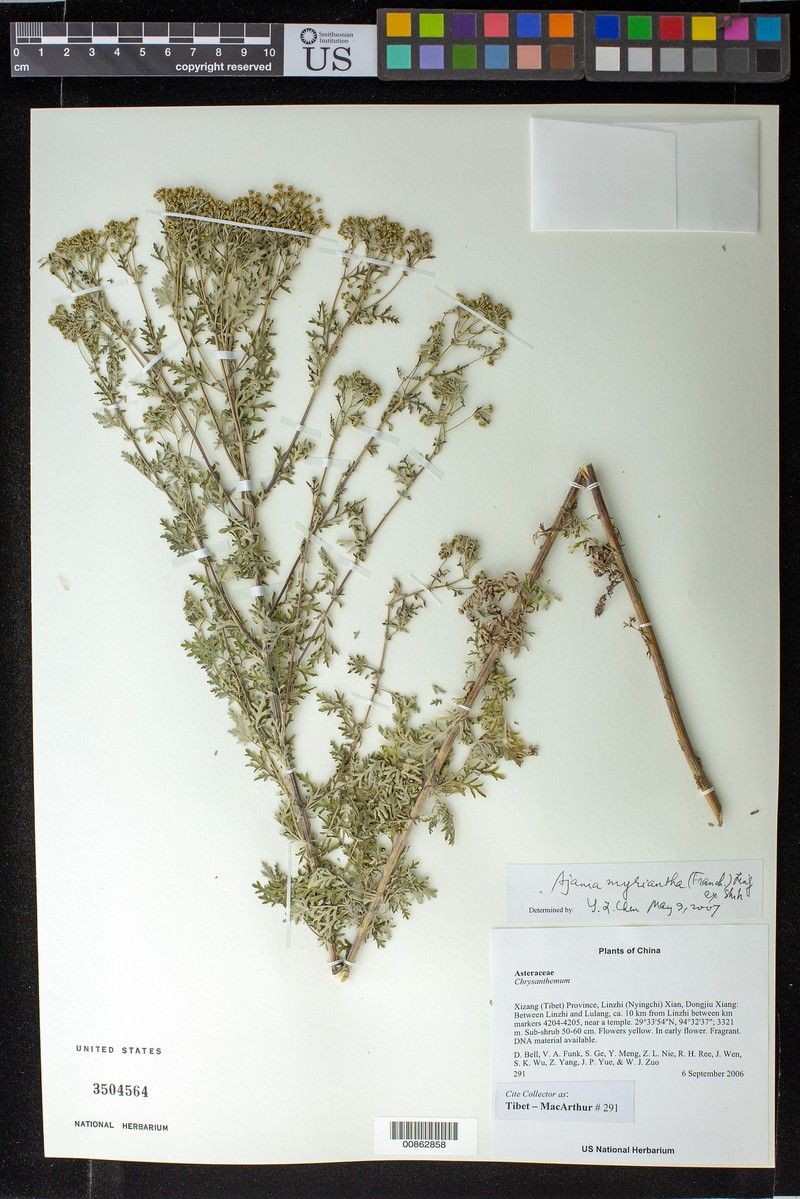 Ajania myriantha