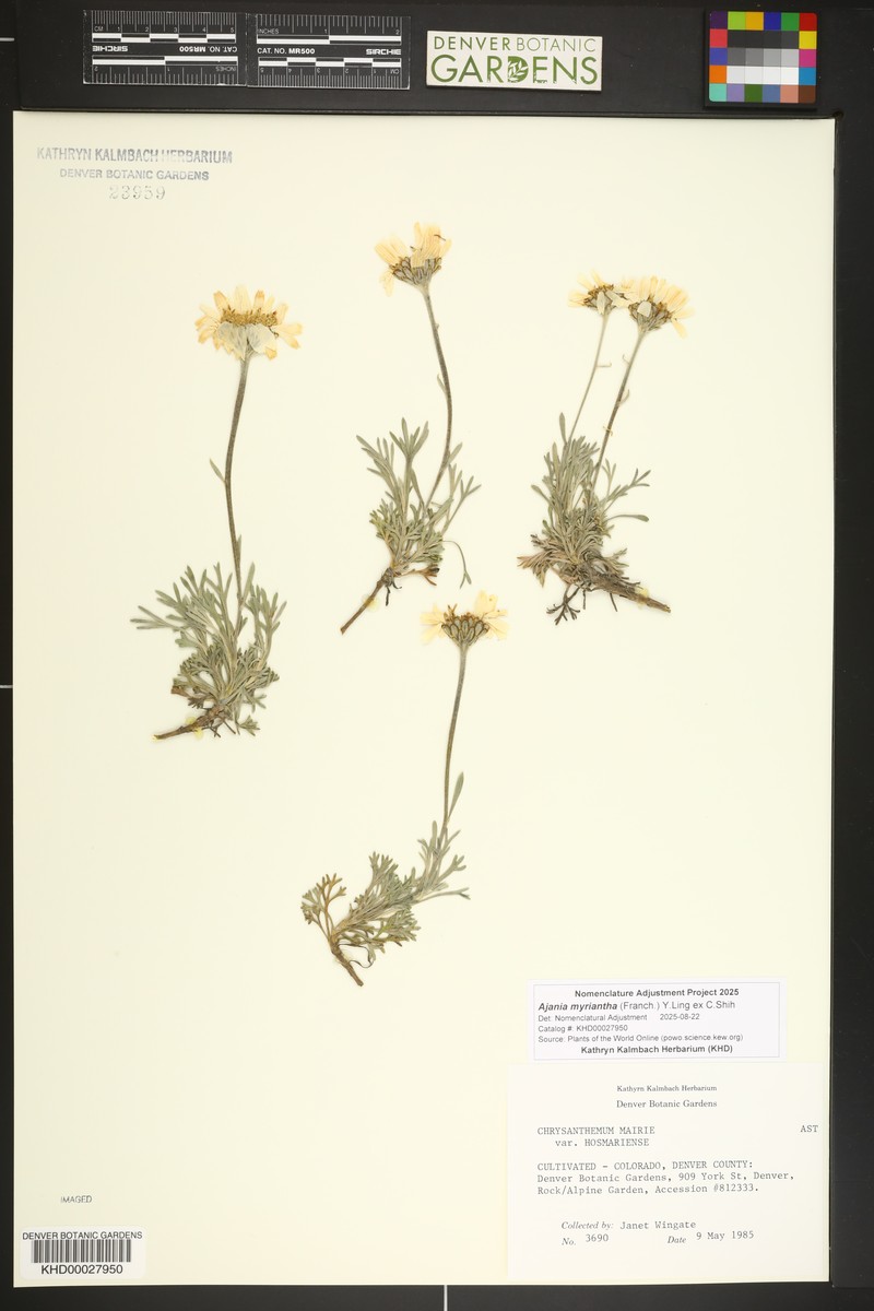 Ajania myriantha photo 2