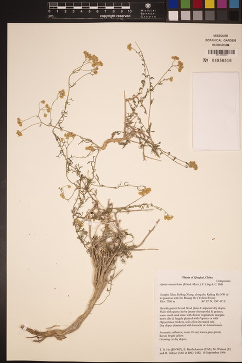 Ajania nematoloba