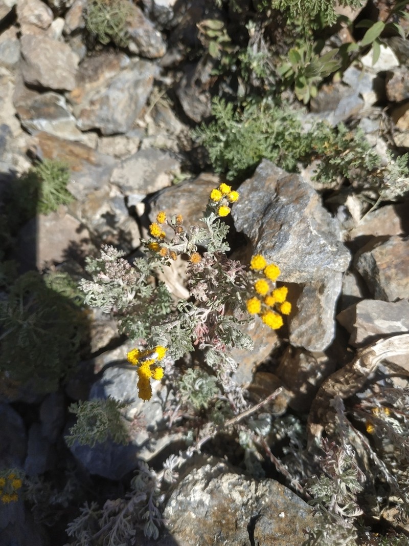 Ajania nubigena