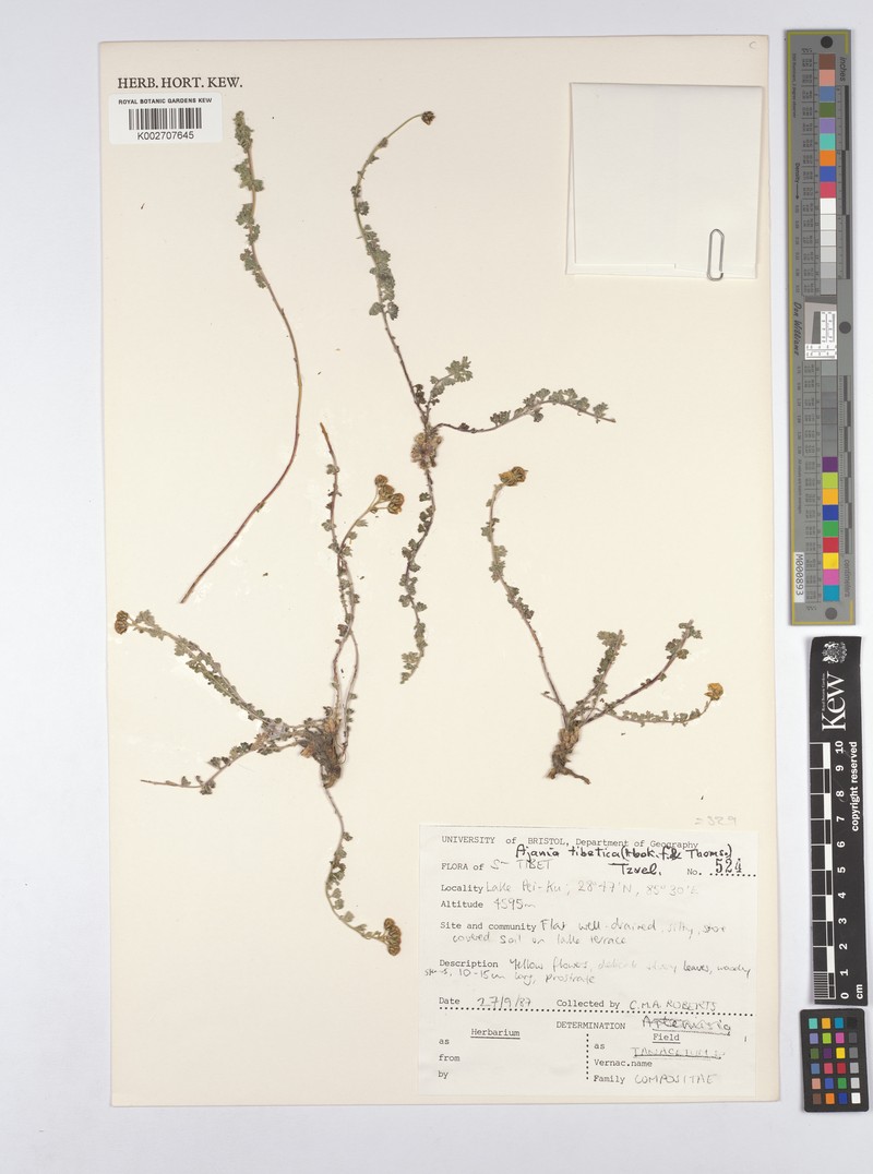 Ajania nubigena photo 4