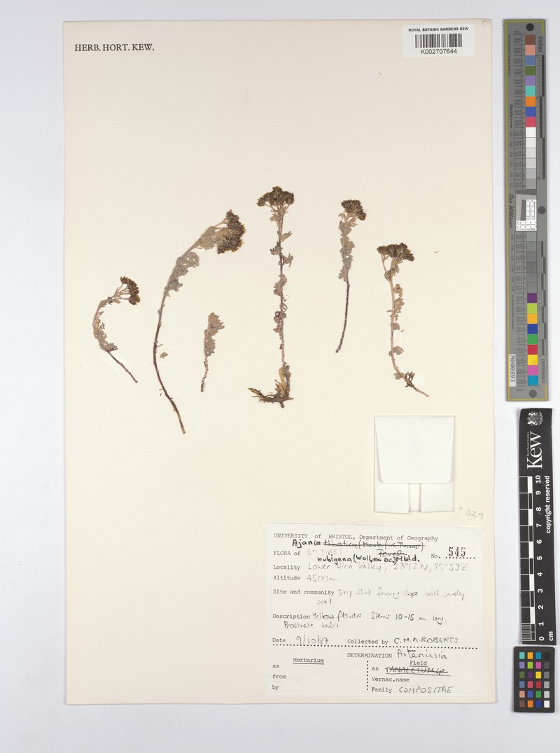 Ajania nubigena photo 5