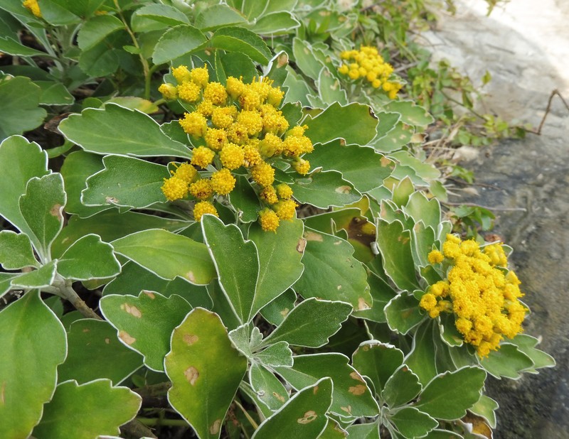 Ajania pacifica