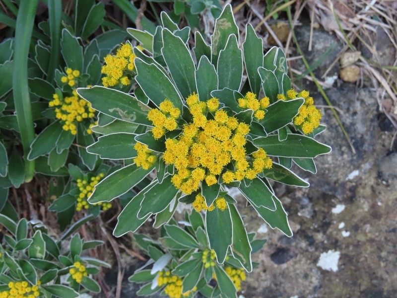 Ajania pacifica photo 8