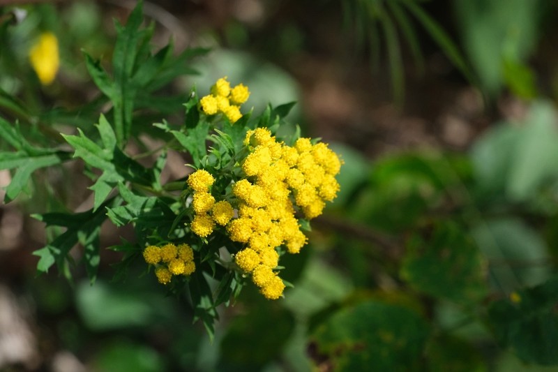 Ajania pallasiana