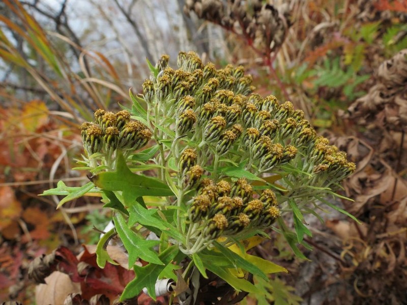 Ajania pallasiana photo 2