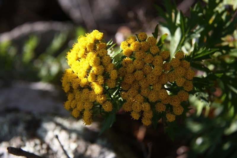 Ajania pallasiana photo 4
