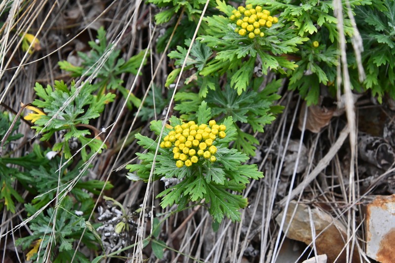 Ajania pallasiana photo 5