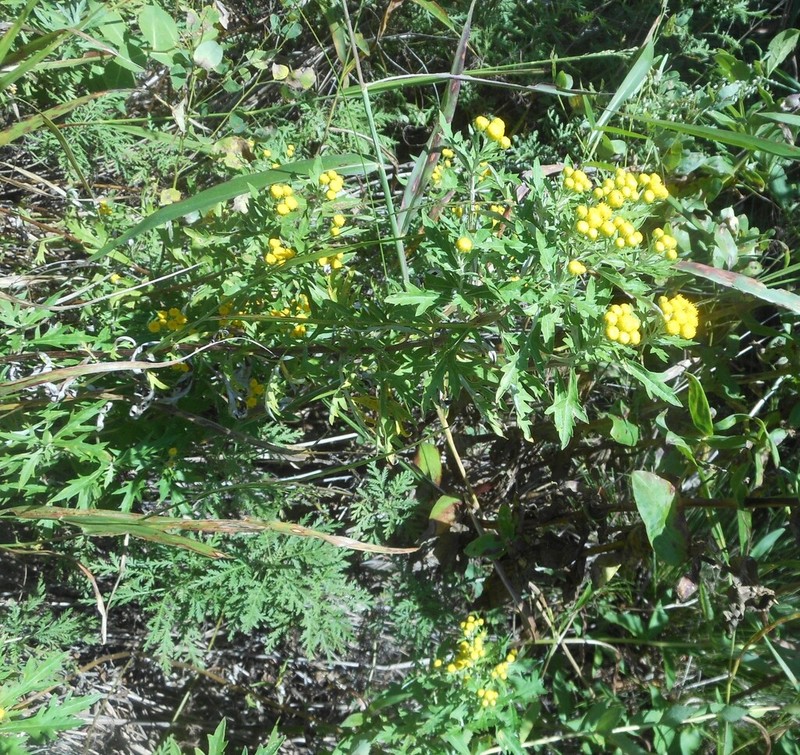 Ajania pallasiana photo 8