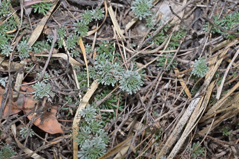 Ajania parviflora photo 3