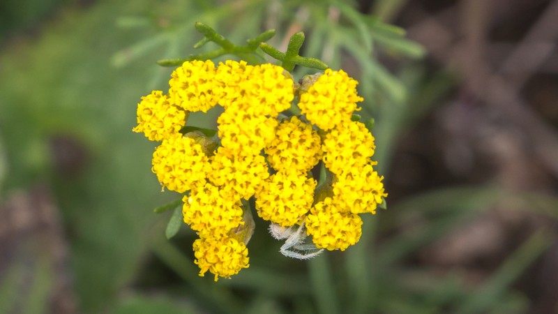 Ajania parviflora photo 4