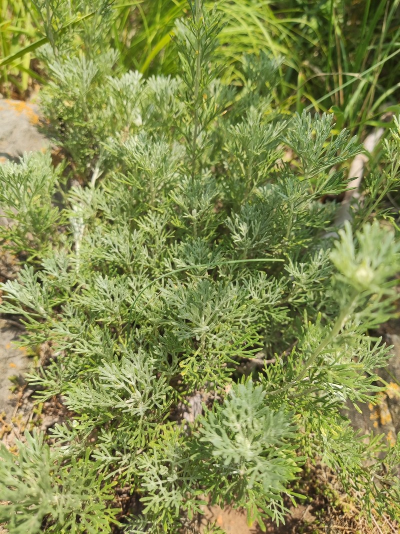 Ajania parviflora photo 5
